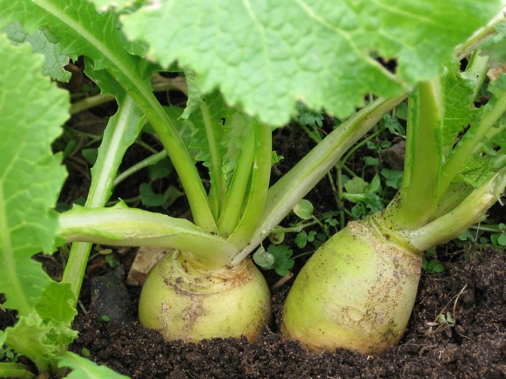 baby-golden-turnips